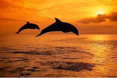 《生化危机4：重制版》动画PV 3月24日正式发售