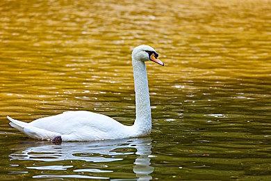 又在撩人！ 索尼官方发布《血源诅咒》推文又删贴